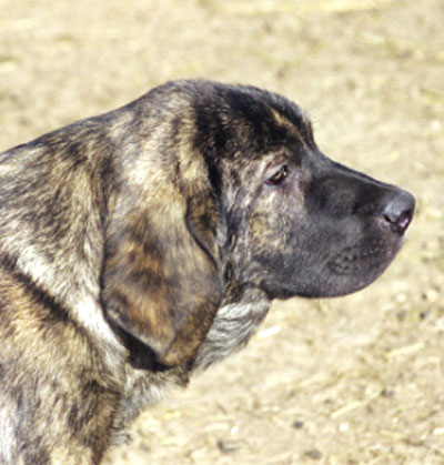 Puppy from La Vicheriza, León, Spain 1999
Photo: Sally Nielsen - © Copyright 
Keywords: vicheriza cachorro leones