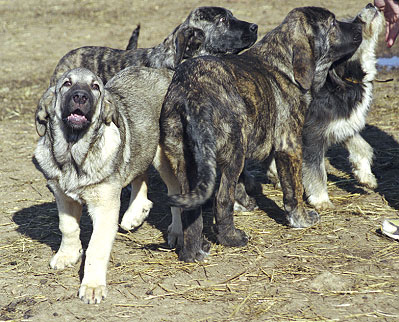 Puppies from La Vicheriza, León, Spain 1999
Photo: Sally Nielsen - © Copyright  

Keywords: vicheriza cachorro leones