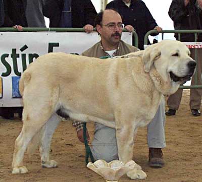 Cañon de Fuente Mimbre - Exc. 1º, CAC (Open Class Males) - Monográfica AEPME, Viana de Cega, Valladolid, 20.10.2002
(Ch. Ulises de Ablanera x Senda de Trashumancia) 
Breeder & owner: Francisco Torrijos.  



Keywords: 2002 fuentemimbre