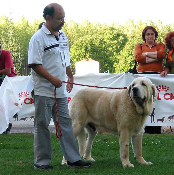 Ch. Cañon de Fuente Mimbre - Champion Class Males - AEPME Monográfica, Valencia de Don Juan, León, 18.09.2004
(Ch. Ulises de Ablanera x Senda de Trashumancia)
Breeder & owner: Francisco Torrijos  
 

Keywords: 2004 fuentemimbre