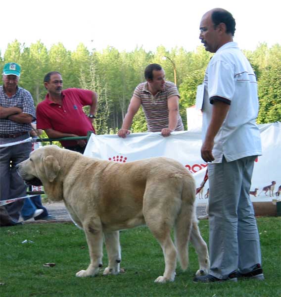 Ch. Cañon de Fuente Mimbre - Champion Class Males - AEPME Monográfica, Valencia de Don Juan, León, 18.09.2004
(Ch. Ulises de Ablanera x Senda de Trashumancia)
Breeder & owner: Francisco Torrijos  

Keywords: 2004 fuentemimbre