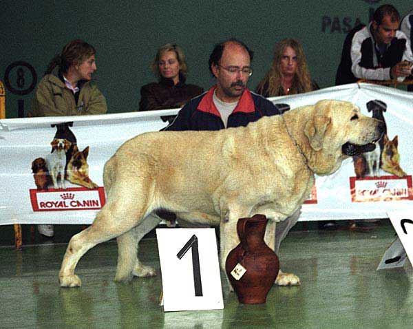 Cañon de Fuente Mimbre, Exc. 1 - CHAMPION CLASS MALES - XXV Monográfica AEPME, Agoncillo, La Rioja, Spain - 30.10.2005
Ch. Ulises de Ablanera x Senda de Trashumancia)
Born: 10.07.2000
Breeder & owner: Francisco J. Torrijos 
Keywords: 2005