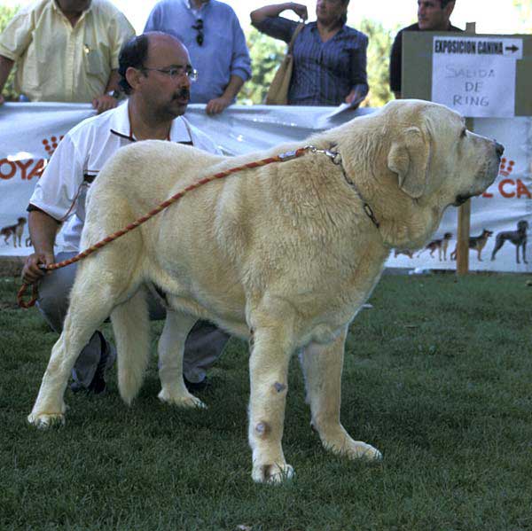 Ch. Cañon de Fuente Mimbre - AEPME Monográfica, Valencia de Don Juan, León, 18.09.2004
(Ch. Ulises de Ablanera x Senda Trashumancia)
Breeder & owner: Francisco Torrijos  

Keywords: 2004 fuentemimbre