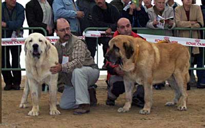 Cañon de Fuente Mimbre, Exc. 1º, CAC & Tango de la Corredera, Exc. 2º, RCAC (Open Class Males) - Monográfica AEPME, Viana de Cega, Valladolid, 20.10.2002
Cañon de Fuente Mimbre: (Ch. Ulises de Ablanera x Senda de Trashumancia) - Breeder & owner: Francisco Torrijos
Tango de la Corredera: (Junco de los Mesones x Nati de la Corredera) - Breeder: Eduardo Santos, owner: Juan Carlos López Gonzáles 

Keywords: 2002