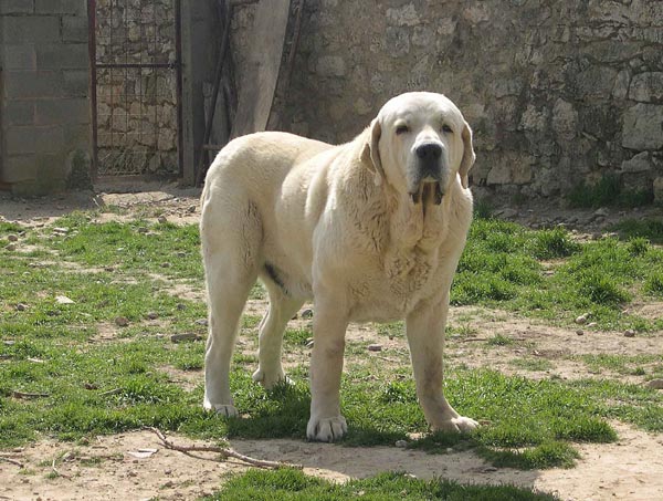 Ch. Cañon de Fuente Mimbre
Ch. Ulises de Ablanera x Senda de Trashumancia
 

