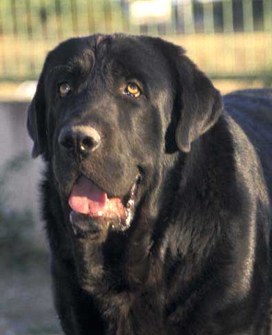 Carbonero de Fuente Mimbre - September 2004
Ch. Nalón de Ablanera x Gorga de FuenteMimbre

Photo: Sally Nielsen - © Copyright  

Keywords: fuentemimbre head portrait cabeza