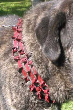 Carlanca (spike collar) - Spain
