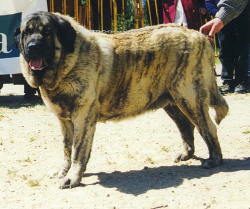 Carro - Open Class Males, Very Good - Monográfica AEPME 1999
(Sultán x Moña)
Born: 03-07-1996
Breeder & owner: Mariano de la Cruz García

Photo: Jonas Nielsen - © Copyright.
Keywords: 1999