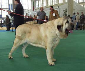 Castulo de la Aljabara - Exc 1, CAC & CACIB - Open Class Males, International show, Cádiz 21-11-2004
(Arroyo de Laciana x Bohemia de la Aljabara)
Breeder & owner: José Maria Herrero Fernandez de Cordova
 

Keywords: 2004 aljabara