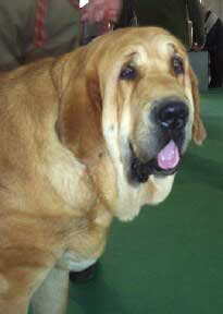 Carbula de la Aljabara - Exc. 6 - Open Class Females - International Show Cádiz 21.11.2004
(Arroyo de Laciana x Bohemia de la Aljabara) 
Breeder & owner: Jose Mª Herrero 
Keywords: 2004 aljabara head portrait cabeza