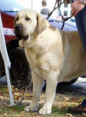 Delicia Tornado Erben - Exc. 1, CAC - Open Class Females - International Show in Ceske Budejovice, Czech Republic - 09.10.2005 
Keywords: 2005 tornado