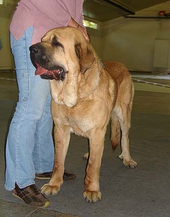 Denis Tornado Erben, Exc. 1, CAC, CACIB Open Class Males - International show Ceske Budejovice, Czech Rep. 08.10.06
(Arnold Tornado Erben x Pepa de Valdejera) 
Keywords: 2006 tornado