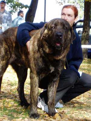 Edmond Tornado Erben - Exc.1, CAJC - Young Class Males - International Show in Ceske Budejovice, Czech Republic - 09.10.2005 
Keywords: 2005 tornado