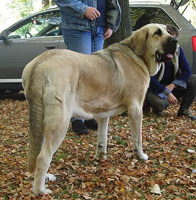 Hera Tornado Erben, Exc. 2  Young Class Females - International show Ceske Budejovice, Czech Rep. 08.10.2006
(Druso de la Aljabara x Cassandra Tornado Erben) 

Keywords: 2006 tornado