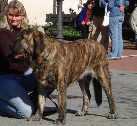 Hessi Mastibe: Exc.1, CAC, CACIB - Intermediate Class Females, International show Ceske Budejovice 07.10.2007
(Druso de la Aljabara x Connie Mastibe)
Born: 03.07.2006
Keywords: 2007 mastibe