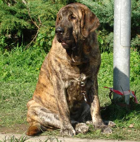 Hessi Mastibe: Exc.1, CAC, CACIB - Intermediate Class Females, International show Ceske Budejovice 07.10.2007
(Druso de la Aljabara x Connie Mastibe)
Born: 03.07.2006
Keywords: 2007 mastibe