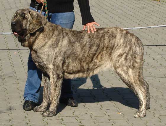 Holly Mastibe: Exc.2 - Young Class Females, International show Ceske Budejovice 07.10.2007
(Druso de la Aljabara x Connie Mastibe)
Born: 03.07.2006
Keywords: 2007 mastibe