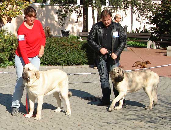 Lois Tornado Erben: Exc. 1, CAJC, BOB & Luna Tornado Erben: Exc.3 - Young Class Females, International show Ceske Budejovice 07.10.2007
(Basil Mastifland x Florita Maja Tornado Erben)

Keywords: 2007 tornado