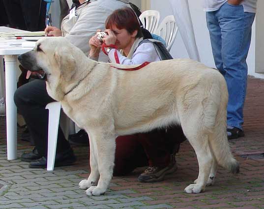 Lois Tornado Erben: Exc. 1, CAJC, BOB - Young Class Females, International show Ceske Budejovice 07.10.2007
(Basil Mastifland x Florita Maja Tornado Erben)

Keywords: 2007 tornado