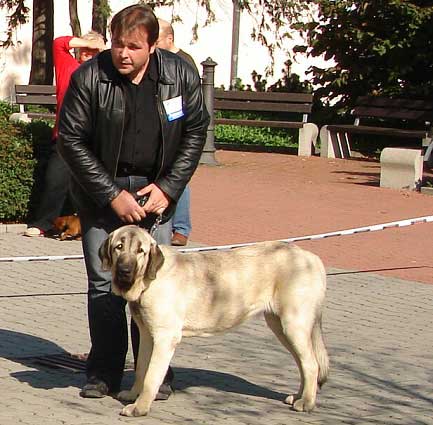 Luna Tornado Erben: Exc.3 - Young Class Females, International show Ceske Budejovice 07.10.2007
(Basil Mastifland x Florita Maja Tornado Erben)

Keywords: 2007 tornado