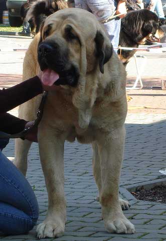 Neron de Laciana: Exc.1, CAC, CACIB - Intermediate Class Males, International show Ceske Budejovice 07.10.2007
(Caminante de Laciana x Serena del Valle de Pisueña)
Born: 23.06.2006
Keywords: 2007 mastibe