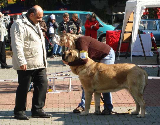 Neron de Laciana: Exc.1, CAC, CACIB - Intermediate Class Males, International show Ceske Budejovice 07.10.2007
(Caminante de Laciana x Serena del Valle de Pisueña)
Born: 23.06.2006
Keywords: 2007 mastibe