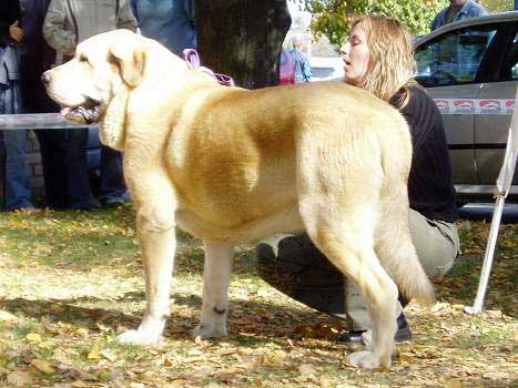 Sultan - Exc.1, CAJC - Intermediate Class Males - International Show in Ceske Budejovice, Czech Republic - 09.10.2005 
Keywords: 2005 sokol