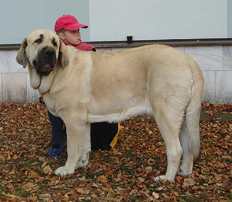 Amiga Zazi Bis Mastibe, Exc. 1, CAC, res. CACIB  Intermediate Class Females - International show Ceske Budejovice, Czech Rep. 08.10.2006
(Enamorado Ernesto Mastibe x Feya Mastibe)
Keywords: 2006 mastibe