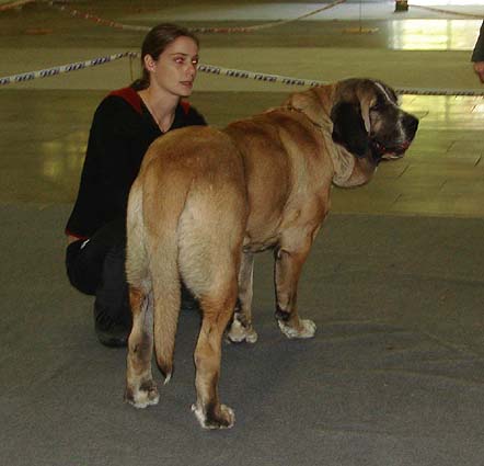 Amiga Zorca Bis Mastibe, Exc. 3  Young Class Females - International show Ceske Budejovice, Czech Rep. 08.10.2006
(Enamorado Ernesto Mastibe x Feya Mastibe) 
Keywords: 2006 mastibe