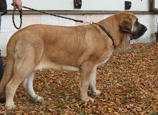 Amiga Zula Bis Mastibe, Exc. 1, CAJC Young Class Females - International show Ceske Budejovice, Czech Rep. 08.10.2006
(Enamorado Ernesto Mastibe x Feya Mastibe) 
Keywords: 2006 calverota