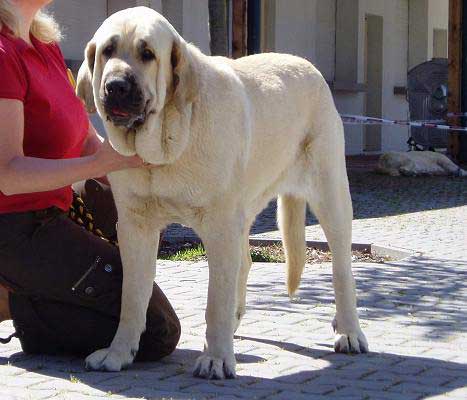 Amiga Zazi Bis Mastibe, Excellent 1, CAC, CACIB, BOB - Champion Class Females, Ceske Budejovice 22.04.2007
Keywords: 2007 mastibe