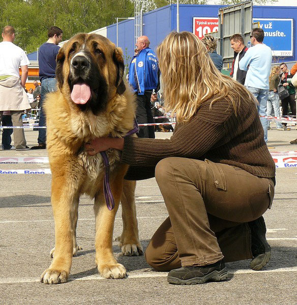 Aragon vom Eisinger Land: Exc 1, CAC, CACIB - Iintermediate Class Males, International show, Ceske Budejovice 26.04.2009
Keywords: 2009 sokol