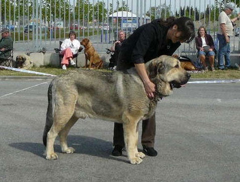 Luis Tornado Erben: Exc 1, CAC, res. CACIB - Open Class Males, International show, Ceske Budejovice 26.04.2009
Keywords: 2009 tornado