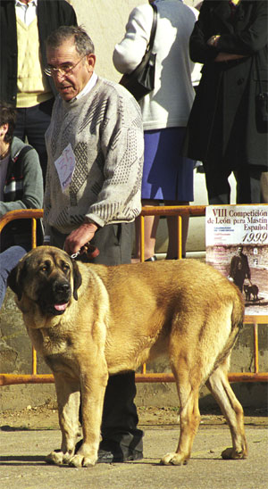 Mastín from Valle de Santiago - Mansilla de las Mulas, León, 08.11.1999
Keywords: 1999 valle