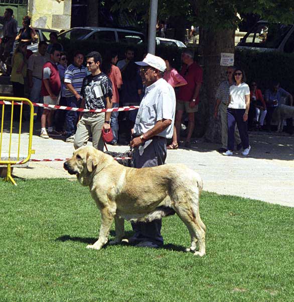 Tormenta de Los Zumbos - Open Class Females, Especial Razas Españolas, El Escorial, Madrid, 19.07.1998 
(Barón del Valle Escondido x Chatila)
Born: 01.02.1995 
Keywords: 1998