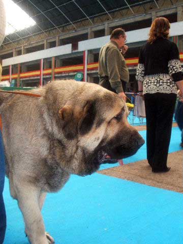 Cesar de La Aljabara - Open Class Males: EXC. 3 - National & International Show, Torrelavega, Cantabria - 18-19.03.2006 
Keywords: 2006 laciana