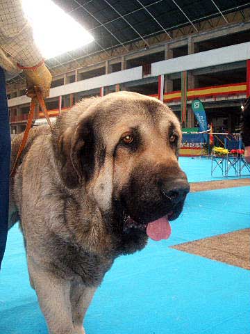 Cesar de La Aljabara - Open Class Males: EXC. 3 - National & International Show, Torrelavega, Cantabria - 18-19.03.2006 
Owner: Jose Luis Fernández 
Keywords: 2006 laciana aljabara