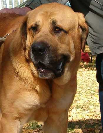 Unique du Domaine du Runneval - Exc.1, CAC, CACIB, BOB - Champion Class Males - International Show in Ceske Budejovice, Czech Republic - 09.10.2005 
Keywords: 2005 mastibe head portrait cabeza