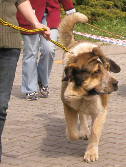 Abbigail z Polabskych Blat: Exc.1, CAC - Intermediate Class Females - International Show, Ceske Budejovice 20.04.2008
(Sultan x Daren z Kraje Sokolu)

Photo added by: Lenka Erbenova
Keywords: 2008 polabskych