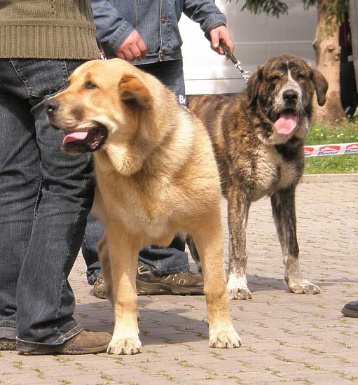 Beyla z Polabskych Blat: Very Promising 2 & Brooke z Polabskych Blat - Very Promising 1, Puppy Class Females - International Show Ceske Budejovice 20.04.2008
(Sultan x Daren z Kraje Sokolu)

Photo added by: Lenka Erbenova


Keywords: 2008