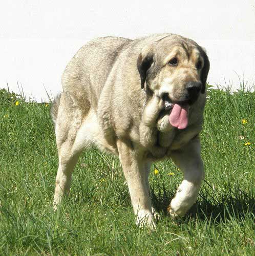 Linda Tornado Erben:  Exc.1, CAC, Res.CACIB - Open Class Females - International Show Ceske Budejovice 20.04.2008
(Basil Mastifland x Florita Maja Tornado Erben)

Photo added by: Lenka Erbenova
Keywords: 2008 tornado