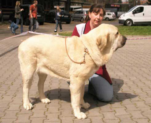 Lois Tornado Erben - Exc.2, Res.CAC - Intermediate Class Females - International Show Ceske Budejovice 20.04.2008
(Basil Mastifland x Florita Maja Tornado Erben)

Photo added by: Lenka Erbenova
Keywords: 2008 tornado