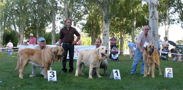 3º Ch. Nalón de Montes del Pardo, 1º Ch. Cañon de Fuente Mimbre, 2º Ch. Ron de Autocan - Champion Class Males - AEPME Monográfica, Valencia de Don Juan, León, 18.09.2004
Ch. Nalón de Montes del Pardo: (Ch. Tonio de Montes del Pardo x Dalila de Montes del Pardo) Breeder & owner: Sergio de Salas 
Ch. Cañon de Fuentemimbre: (Ch. Ulises de Ablanera x Senda de Trashumancia) Breeder & owner: Francisco Torrijos 
Ch. Ron de Autocan: (León de Autocan x Berta de Autocan) Breeder & owner: Isidro García  

Keywords: 2004