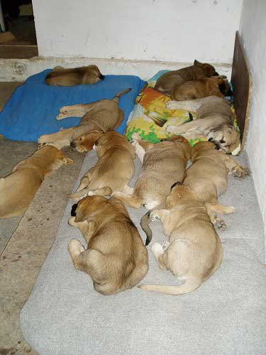 Puppies from Tornado Erben
Keywords: puppyczech puppy cachorro tornado