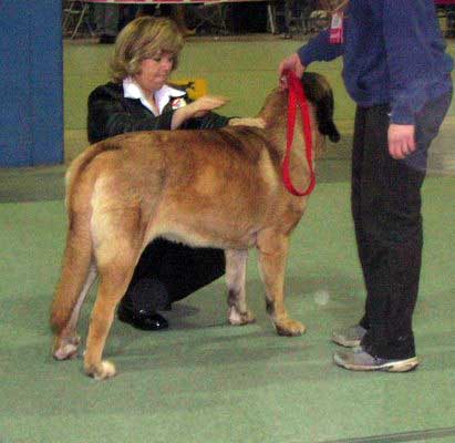 Changha Tornado Erben, 1st exc - Intermediate Class Females, International show Luxembourg 31.03.2007
(Enamorado Ernesto Mastibe X Deborah Tornado Erben)

Keywords: 2007