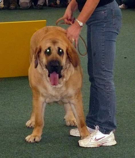 Cheer z Kraje sokolu: Exc 2, Junior Class Females, World Dog Show 2009, Bratislava
