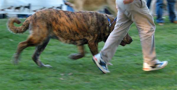 Cinga de Kraje Sokolu - Open Class Females - AEPME Monográfica, Valencia de Don Juan, León, 18.09.2004
Running in the ring -
(Charly de Valdejera x Ch. Ayleen z Kraje Sokolu)
Breeder: Hana Schmidtova
Owner: Eduardo Sierra  

Keywords: 2004