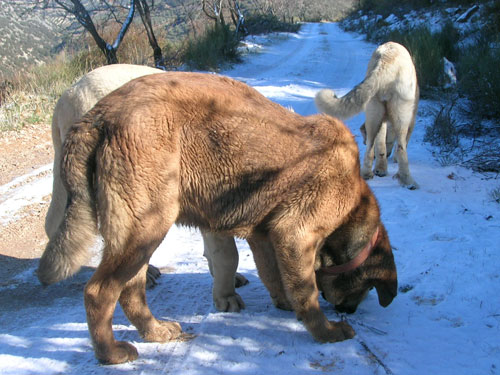 Ciro de Laciana - 7 months old
(Caminante de Laciana x Dulcinea de Buxionte)
Born: 05.05.2005
 

Keywords: puppyspain puppy cachorro