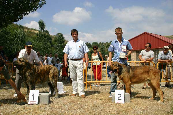 Exc 1º: Delco de Autocan & VG: Jadbalja de Montes del Pardo - Intermediate Class Males - Puebla de Sanabria, Zamora, 17.07.2005
Delco de Autocan: (Madero de Autocan x Carxo Cenicienta) - Born: 16.10.2003 - Breeder & owner: Isidro García Suárez.

Jadbalja de Montes del Pardo: ? 

 

Keywords: 2005