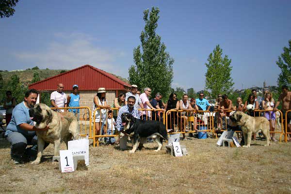 Exc 1º: Sansón, Exc 2º: Azabache de Campollano & Exc 3º: Ron - Young Class Males - Puebla de Sanabria, Zamora, 17.07.2005
Sansón: (Ordoño x Princes de Vega de Albares) - Born: 28.03.2004 - Breeder: Angel Sainz de la Maza, owner: Cesar Estebanez Alonso.

Azabache de Campollano: (Ribero de Reciecho x Clara de Campollano) - 19.01.2004 - Breeder: José Luis Moncada - Owner: Francisco Diaz Cueva.  

Ron: (Ordoño x Princes de Vega de Albares) - Born: 28.03.2004 - Breeder: Angel Sainz de la Maza, owner: Cesar Estebanez Alonso.

Keywords: 2005